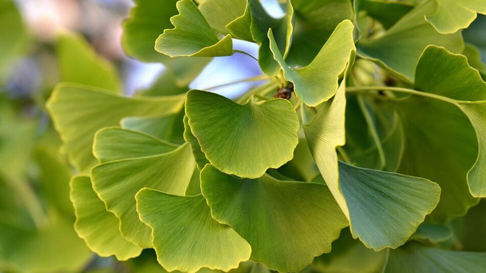 Ginkgo Biloba a Insunol-ben